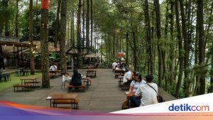Alternatif Healing Seru: Daong Hutan Pinus Desa Pancawati, Bukan Puncak Biasa