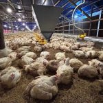 Dukungan Anggota DPR untuk Langkah Kementan dalam Memperbaiki Harga Ayam Peternak