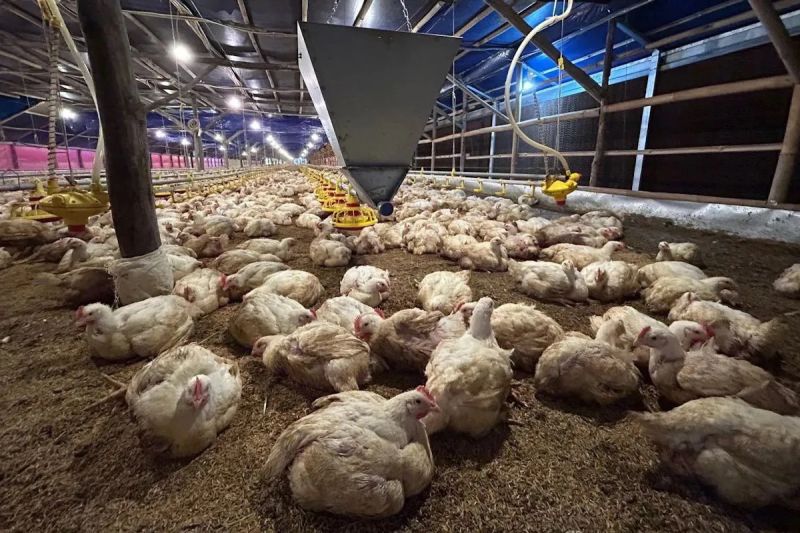 Dukungan Anggota DPR untuk Langkah Kementan dalam Memperbaiki Harga Ayam Peternak