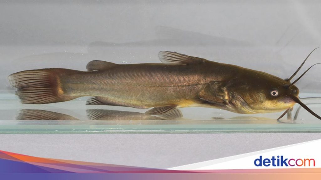 Fenomena Kanker Langka Menular pada Ikan Lele: Apakah Berbahaya bagi Manusia?