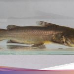 Fenomena Kanker Langka Menular pada Ikan Lele: Apakah Berbahaya bagi Manusia?