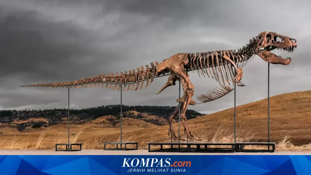 Fosil T-Rex 'Gus' Bernilai 30 Juta Dolar AS Akan Dilelang, Memicu Kontroversi Etika Ilmiah