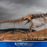Fosil T-Rex ‘Gus’ Bernilai 30 Juta Dolar AS Akan Dilelang, Memicu Kontroversi Etika Ilmiah