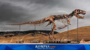 Fosil T-Rex 'Gus' Bernilai 30 Juta Dolar AS Akan Dilelang, Memicu Kontroversi Etika Ilmiah