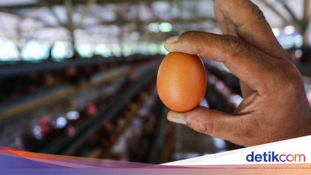 Harga Telur Anjlok, Pemerintah Jajaki Pasar Singapura untuk Menyerap Kelebihan Stok