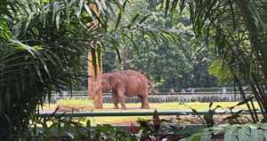 Harga Tiket dan Jam Buka Ragunan Terbaru: Destinasi Wisata Edukasi Favorit Keluarga