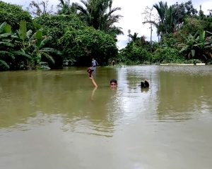 Hilangnya Hutan Siberut Memicu Rentetan Bencana Alam