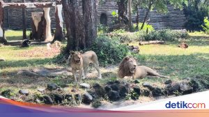 KBS Angkat Bicara Soal Viral Harimau Kurus dan Isu Korupsi Pakan Hewan