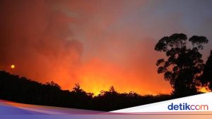 Kebakaran Hutan Dahsyat di Australia: Langit Berubah Gelap di Tengah Hari