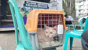 Kesehatan Kucing Peliharaan: Lebih dari Sekadar Elusan untuk Kuro dan Rere
