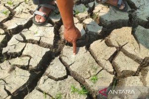 Kesehatan Tanah: Kunci Masa Depan Ketahanan Pangan Nasional