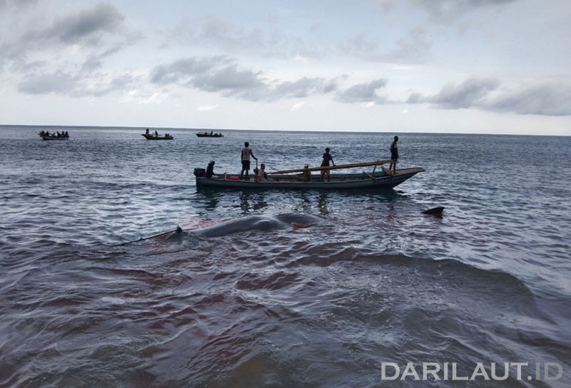 Kosmologi Penangkapan Paus di Lamalera NTT: Harmoni dengan Konservasi Integratif