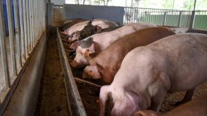 Langkah Proaktif Vietnam dalam Mencegah Strain SAT-1 Virus PMK