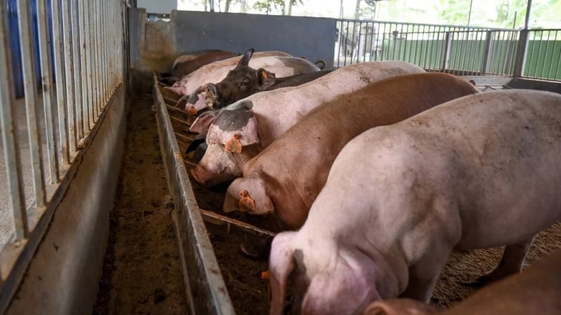 Langkah Proaktif Vietnam dalam Mencegah Strain SAT-1 Virus PMK