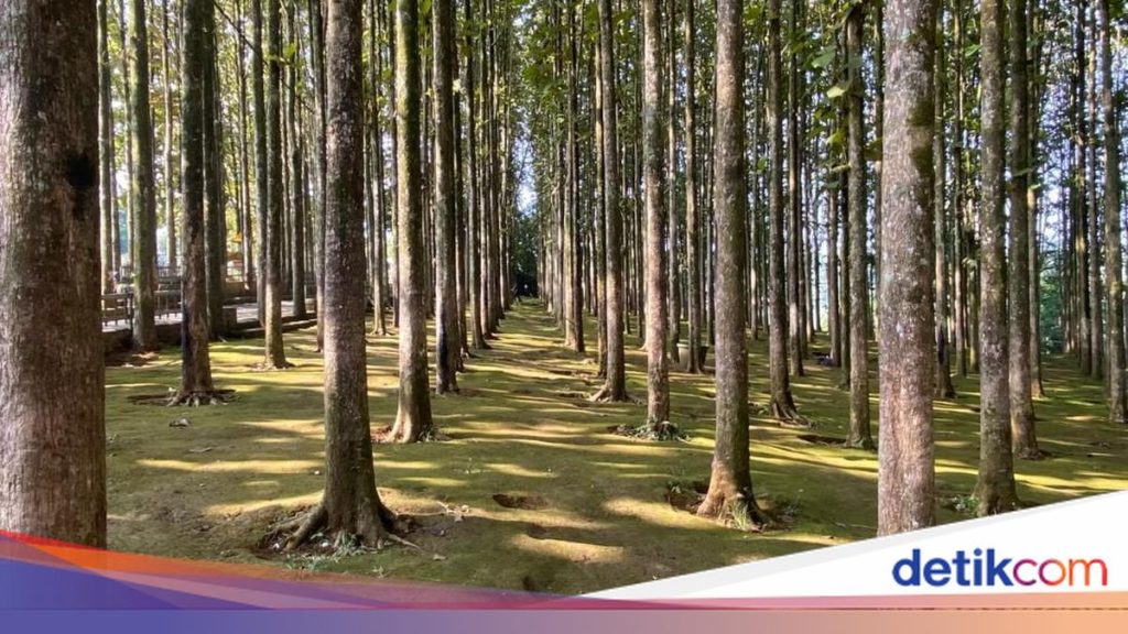 Pancawati: Kisah Sukses Desa Wisata Baru di Bogor yang Wajib Dikunjungi