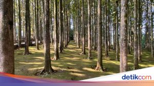 Pancawati: Kisah Sukses Desa Wisata Baru di Bogor yang Wajib Dikunjungi