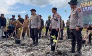 Pelaku Perusakan Hutan Mangrove Ditangkap, 118 Hektare Lahan Kritis di Rohil Kembali Dihijaukan