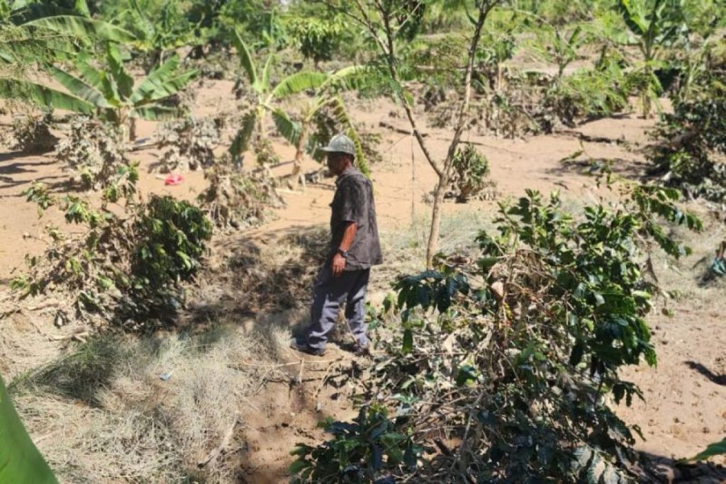 Pemerintah Pulihkan 8.486 Hektare Lahan Kopi Terdampak Bencana di Aceh Tengah
