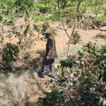 Pemerintah Pulihkan 8.486 Hektare Lahan Kopi Terdampak Bencana di Aceh Tengah