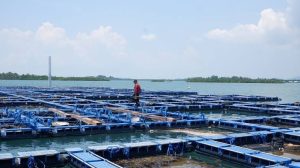 Pemerintah Targetkan Pembangunan 40.000 Kawasan Budi Daya Ikan hingga Akhir 2029