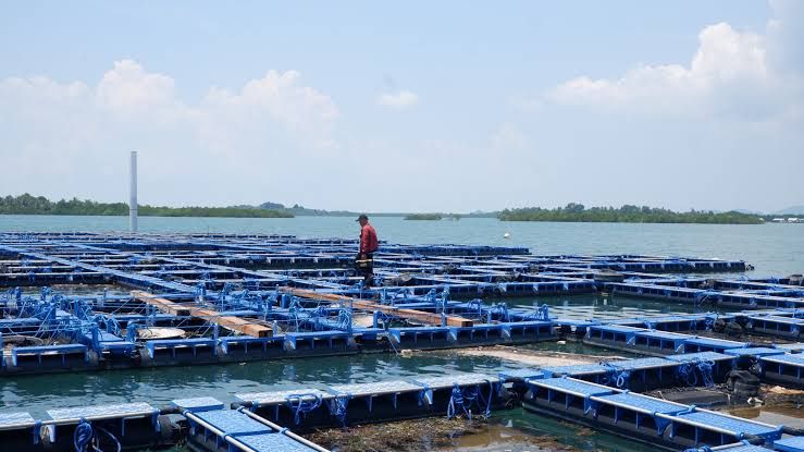 Pemerintah Targetkan Pembangunan 40.000 Kawasan Budi Daya Ikan hingga Akhir 2029