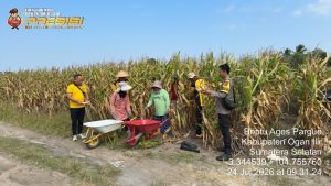 Personil Tanjung Raja Dukung Program Ketahanan Pangan Lewat Panen Jagung di Desa Belanti