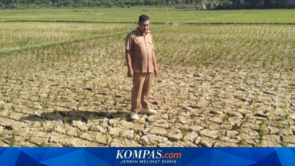 Prabowo Instruksikan Daerah Antisipasi El Nino dan Kemarau, Waspadai Potensi Bencana