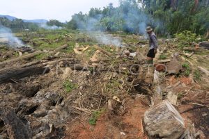 Realisasi Anggaran Rehabilitasi Sawah Terdampak Bencana Capai Target