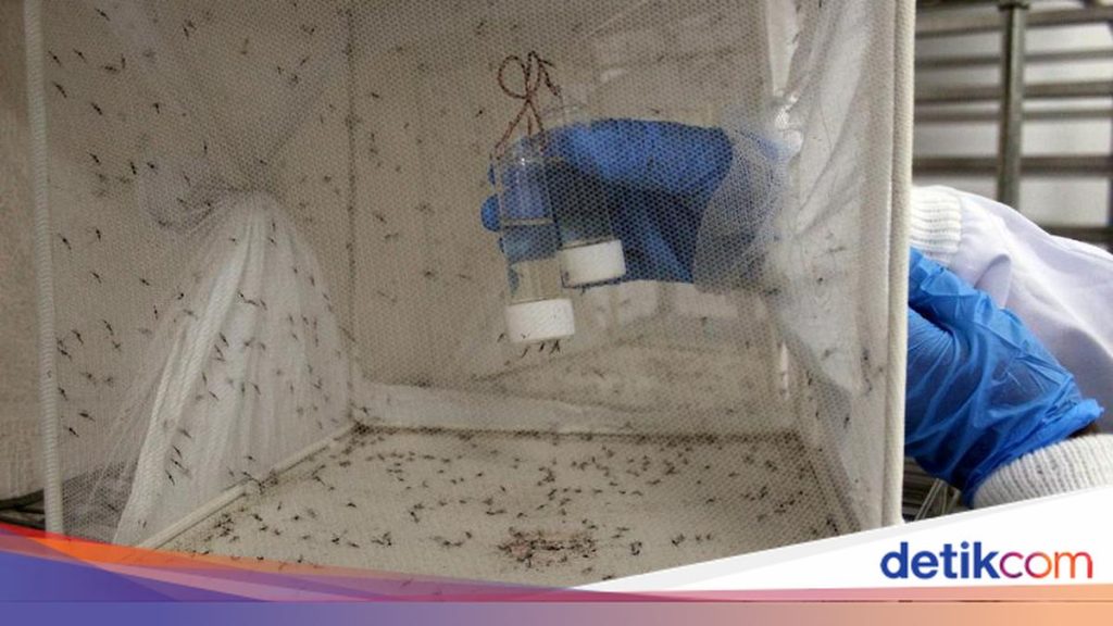 Upaya Ilmiah: Rekayasa Nyamuk Jantan untuk Memberantas Malaria