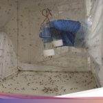 Upaya Ilmiah: Rekayasa Nyamuk Jantan untuk Memberantas Malaria