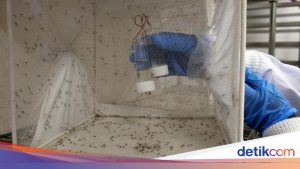 Upaya Ilmiah: Rekayasa Nyamuk Jantan untuk Memberantas Malaria