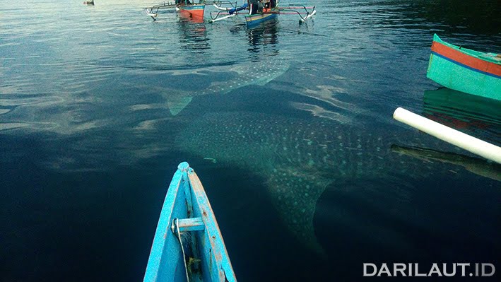 Wisata Hiu Paus Botubarani: Menggabungkan Konservasi dan Kesejahteraan Masyarakat