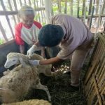 Yogyakarta Tingkatkan Layanan Kesehatan Hewan Cegah Penyakit Menular