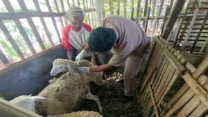 Yogyakarta Tingkatkan Layanan Kesehatan Hewan Cegah Penyakit Menular