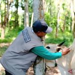 13.000 Ekor Sapi di Sulawesi Tengah Divaksinasi untuk Cegah PMK
