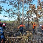 72,4 Hektare Lahan Terbakar di Banggai Kepulauan, BPBD Laporkan Karhutla