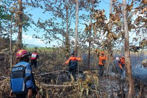 72,4 Hektare Lahan Terbakar di Banggai Kepulauan, BPBD Laporkan Karhutla