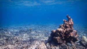 AI Mendeteksi Praktik Bom Ikan di Sulawesi: Terjadi Setiap 62 Menit