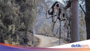 Akses Wisata Gunung Bromo Ditutup Akibat Kebakaran Hutan