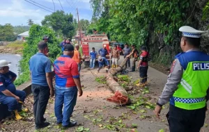 Antisipasi Bencana: Penebangan Pohon Rawan Tumbang Dilakukan Secara Cepat