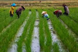 El Nino Ancam Sektor Pertanian, Pemerintah Diimbau Segera Siapkan Bantuan