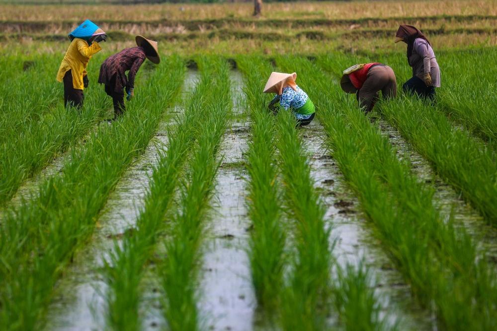 El Nino Ancam Sektor Pertanian, Pemerintah Diimbau Segera Siapkan Bantuan