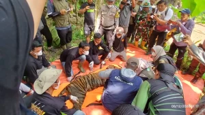 Evakuasi Harimau Sumatera di Agam: Konflik Manusia-Satwa Meningkat Pasca Bencana