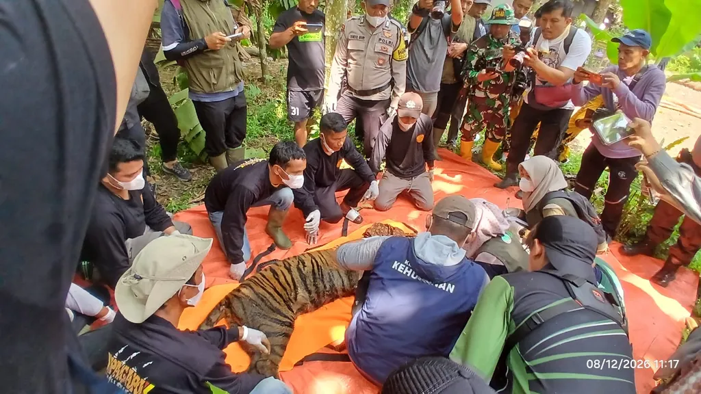 Evakuasi Harimau Sumatera di Agam: Konflik Manusia-Satwa Meningkat Pasca Bencana