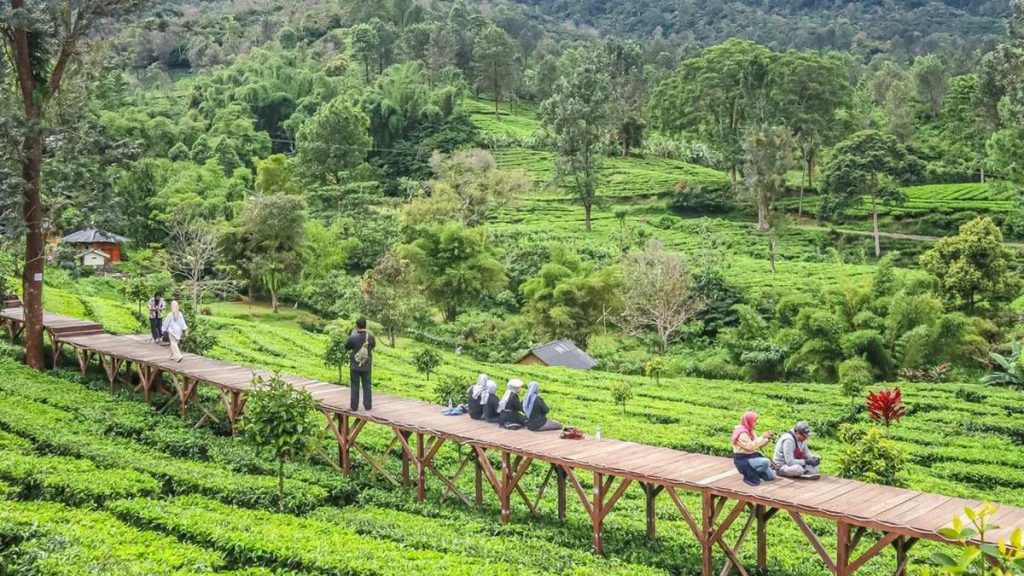 Jelajahi Cisarua Bogor: 7 Destinasi Wisata Alternatif Selain Taman Safari, Tiket Mulai Rp10.000