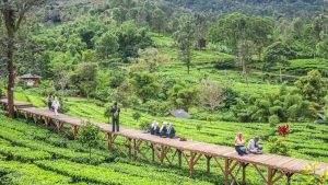 Jelajahi Cisarua Bogor: 7 Destinasi Wisata Alternatif Selain Taman Safari, Tiket Mulai Rp10.000