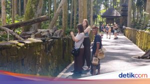 Kasus Serangan Kera terhadap Wisatawan Meningkat di Destinasi Populer