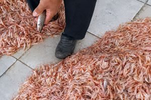 KUD Cilacap Optimistis Nelayan Akan Nikmati Musim Tangkap Ikan yang Lebih Baik