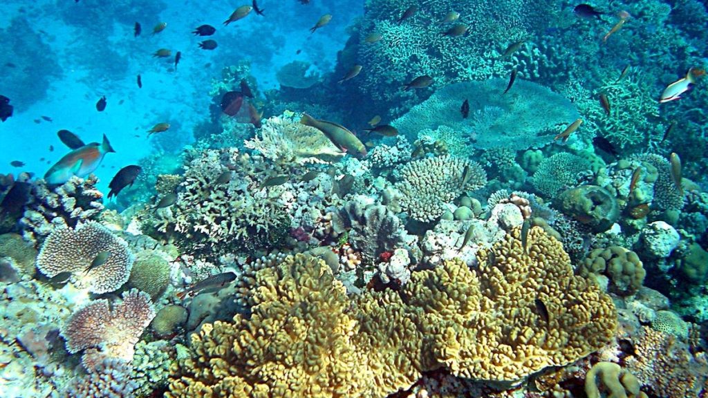 Ledakan Bom Ikan Mengancam Kelestarian Terumbu Karang Indonesia