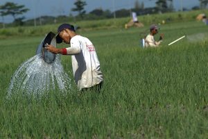 Menggali Potensi Penyuntingan Gen untuk Bawang Merah yang Kebal Penyakit